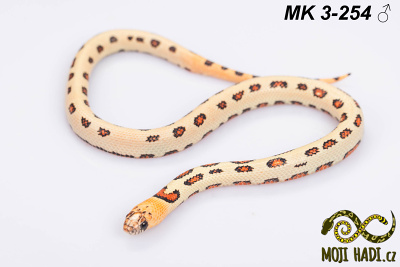 hadi na prodej, mládě, český chov hadů, odchov hadů, mojihadi.cz, Lampropeltis, mexcampb, magmaking, lampropeltis hybrid, lampropeltis mexicana, lampropeltis triangulum campbelli, special snakes, Mexican Kingsnake, Pueblan Milksnake, korálovka, best of snakes